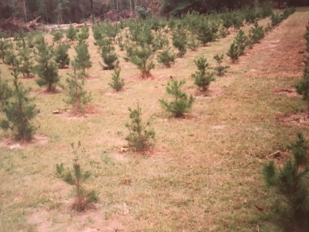 shellyfaust's tweet photo. Growing up, we had a small Christmas tree farm in the field behind our house. Mail-order Virginia Pine seedlings were carefully planted on our plot of Texas soil and strategically shaped throughout the year by my dad. When the sun went down on...https://t.co/9WgVpxCTf0 https://t.co/2RM59TLDq8