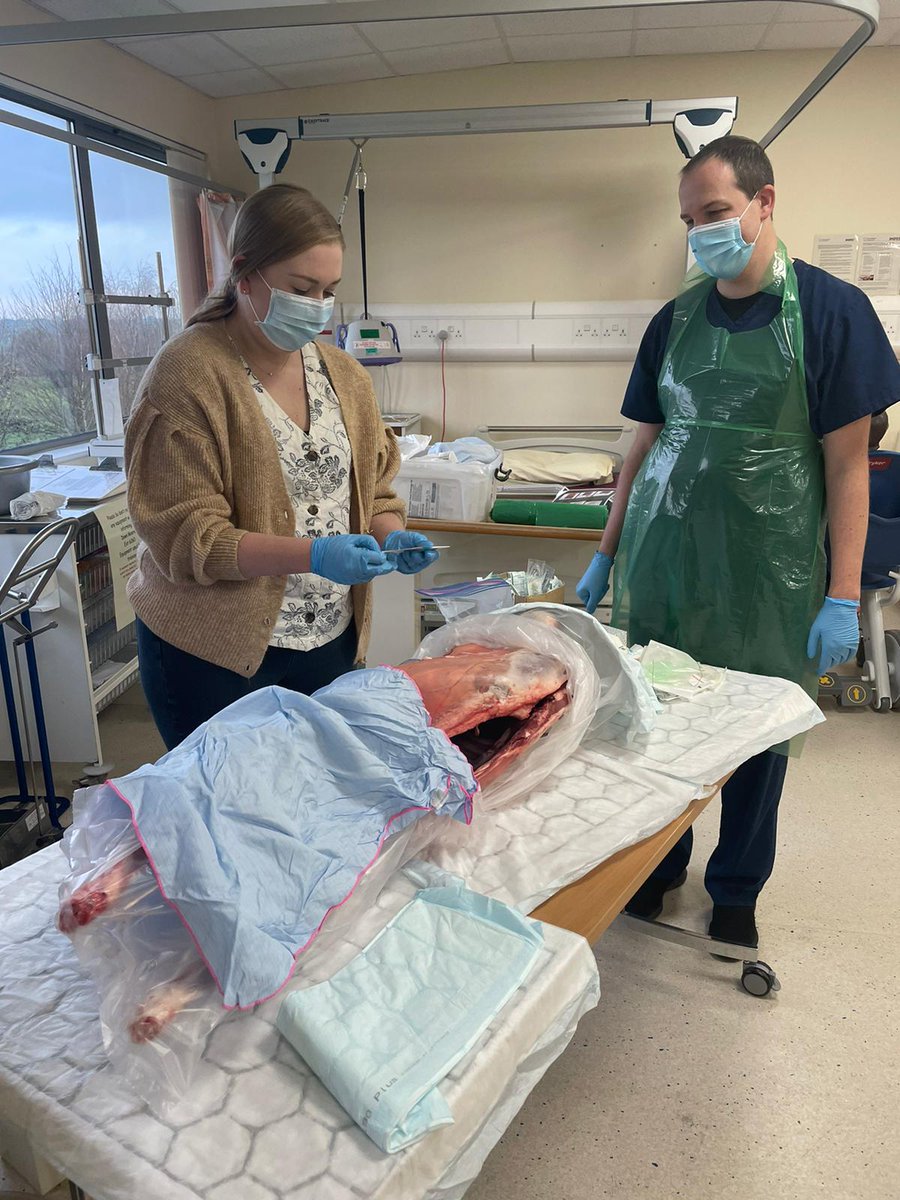 AbiBosher's tweet image. Our F2 doctors on the Trauma Training day @royalhospital inserting a respiratory drain 🐑💉  well done to our educators and foundation doctors 😊