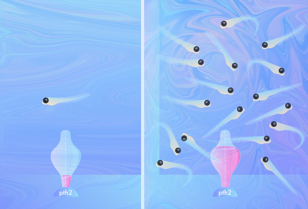 MpiBrain's tweet photo. What does social distancing do to a #brain? Scientists @MpiBrain discover a #neuropeptide that reflects the current state of a zebrafish’s social environment. @maxplanckpress @erin_schuman @LukasAnneser @nature https://t.co/9CxtIhMkX6 https://t.co/olFNq8xrWs