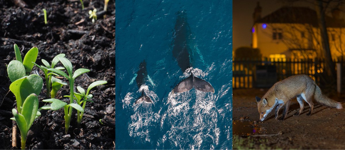 ucsb_nceas's tweet photo. Join us tomorrow, 12/3 for a panel discussion about how @OceanHealthIndx partnerships have helped build ocean #resilience around the world with @BSHalpern, @hi_em & @ErichJPacheco. Part of our series in celebration of #NCEAS 25th Anniversary! Register here https://t.co/kYzywJSwvj https://t.co/qH8pRh33fX