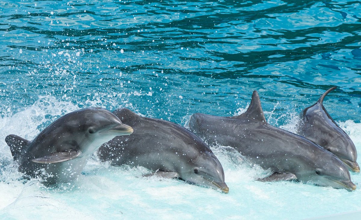 hunterlion16's tweet photo. All dolphins are whales, but not all whales are dolphins. Dolphins are toothed whales, and the largest is the orca which can grow to 8 to 9 metres long. #WhaleWednesday #Dolphins #whatsinthebox @hastings_museum @fossilphilip https://t.co/Nsnt0iin7x