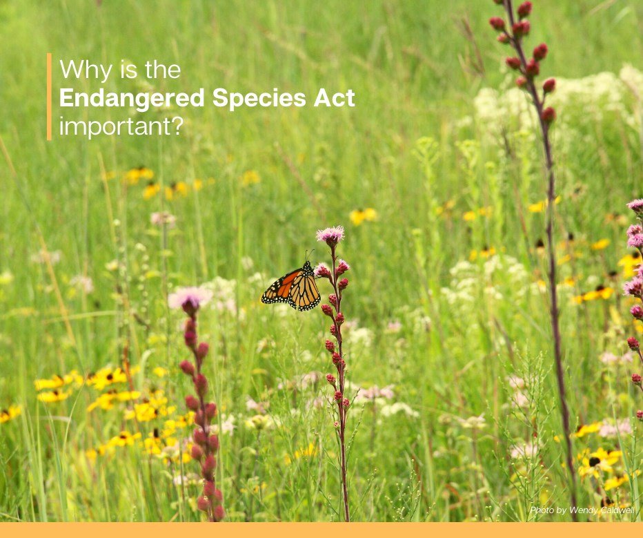 GiveToMonarchs's tweet photo. The #EndangeredSpeciesAct (ESA) was signed into law in 1973. Over the past 47 years, this legislation has provided protections for hundreds of species nearing extinction. Regardless of the upcoming #ESAlisting decision for the monarch butterfly, the ESA is incredibly important to https://t.co/UpDoleHXIp