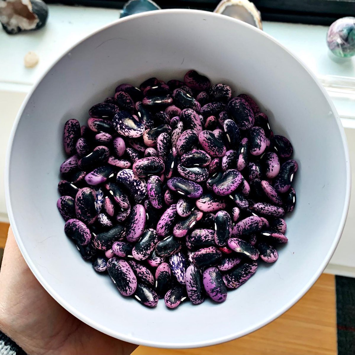 If you've ever imagined what 💫#magic bean seeds💫 look like...here you have it! "This weekend I shelled my dried #scarletrunner #bean pods." 📸:<a href="/kellivvp/">Milla Kellivvp</a>

👍 Want 100% non-gmo, raw, untreated seeds? 
🥦 Join the UOG Monthly Seed Club! 
✴️ urbanorganicgardener.cratejoy.com