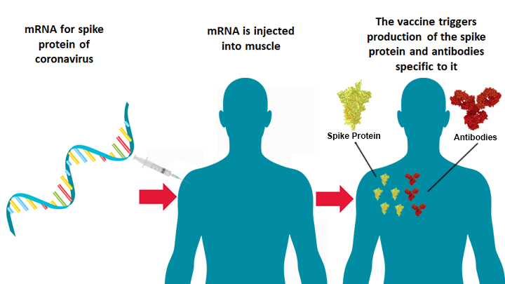 “Could getting vaccinated result in getting an infection?” The answer is no and that’s because there is no actual virus in the vaccine, only the genetic code for a portion of the virus. (8/16)