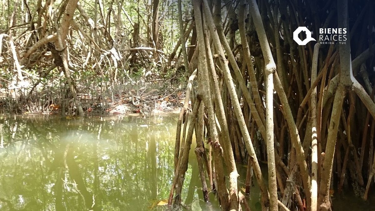 merida_agencia's tweet photo. Vive una conexión con la naturaleza: Dzinintun y San Crisanto
https://t.co/EqOSs3jZte
#Dzinintun #SanCrisanto #Yucatán #AgenciaInmobiliariaYucatán #AgenciaInmobiliariaMérida #BienesRaícesYucatán #BienesRaícesMérida #MeridaRealEstate #YucatanRealEstate #QuéhacerenYucatán https://t.co/abra6kRApU