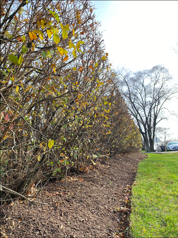 Now is the best time to prune bushes and trim trees. At this time, trees enter a dormant stage, halting their growth. Bare Branches, Inactivity, and dropping temperatures create the best setting for pruning your trees.