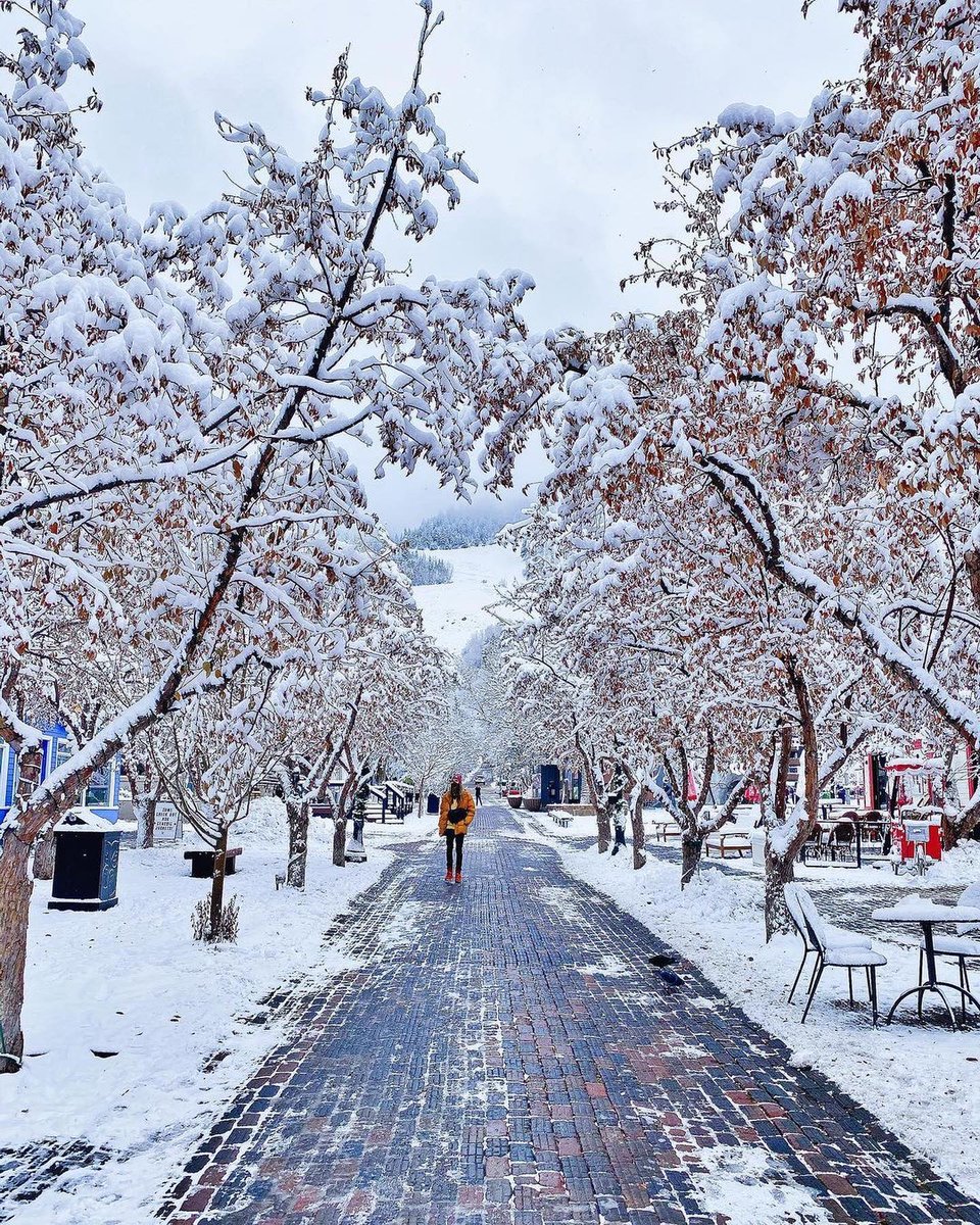 Officially in holiday season mode until further notice🎄 photo: @lena.in.houston