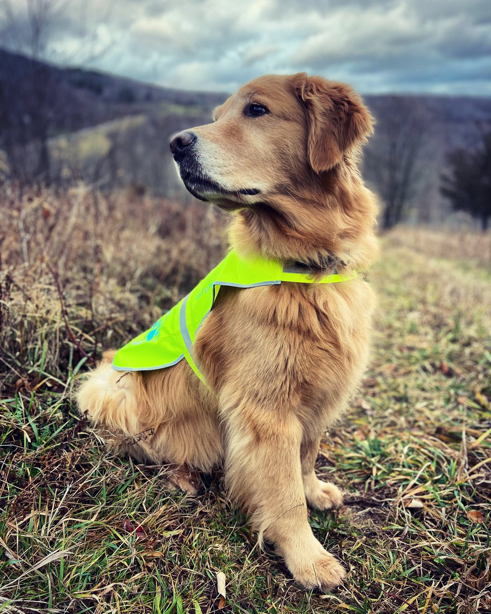 bearpenmountain's tweet photo. Safety first! Speights models her hunting season jacket beautifully! #bearpendog #bearpenmountain https://t.co/wtA3tmA99E