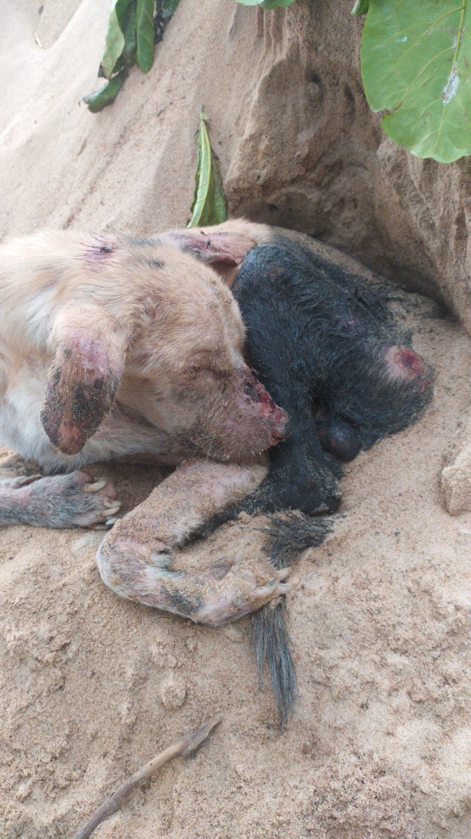 maccarenadaval1's tweet photo. Ayudaaa
Le encontré a este perro frente a mi casa y no se que hacer no tengo ningún peso ahora y las veterinarias si o si te quieren cobrar primero. Está en Limpio Villa Jardín frente a la Sub Comisaría N° 4 
@PyPatitas
@AdoptamePy https://t.co/lkg50tkleW