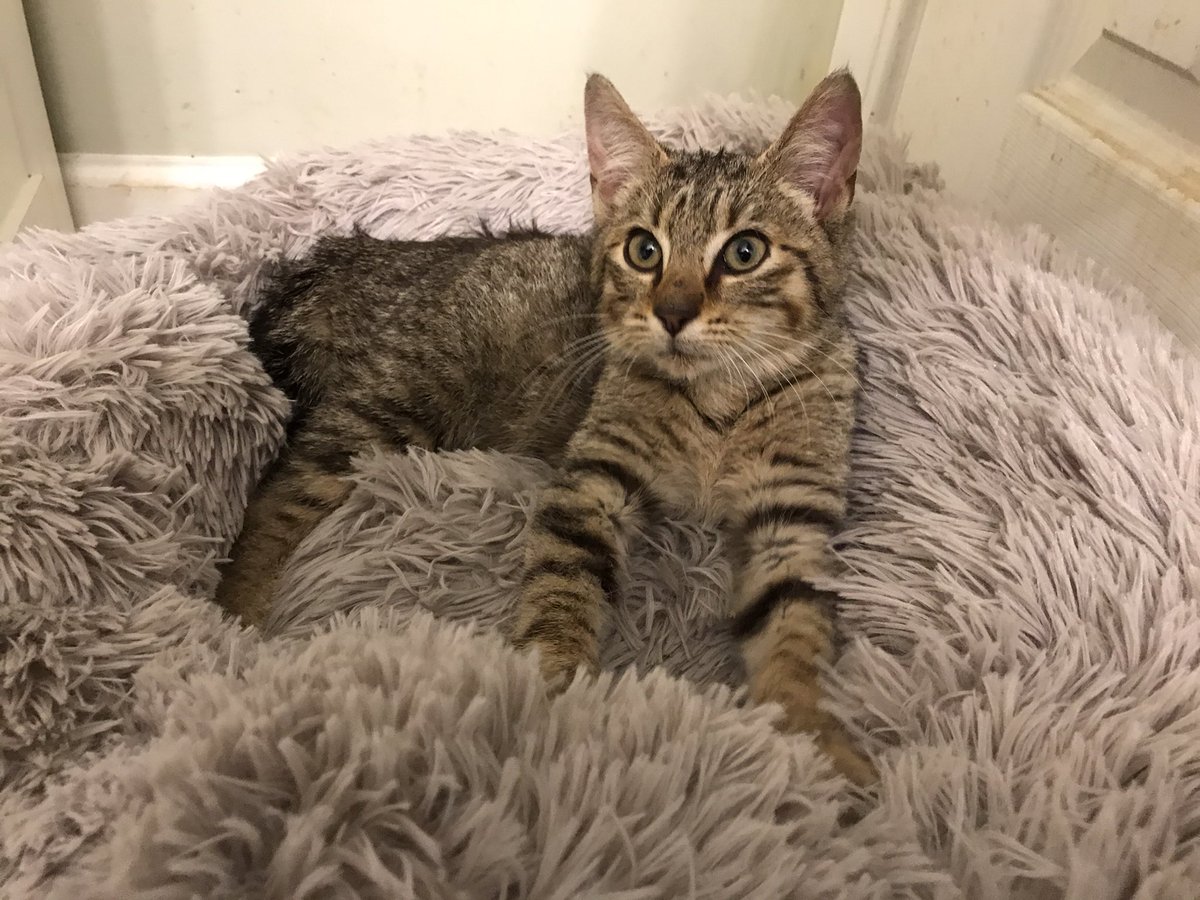 Update: the kitten is clearly extremely feral.