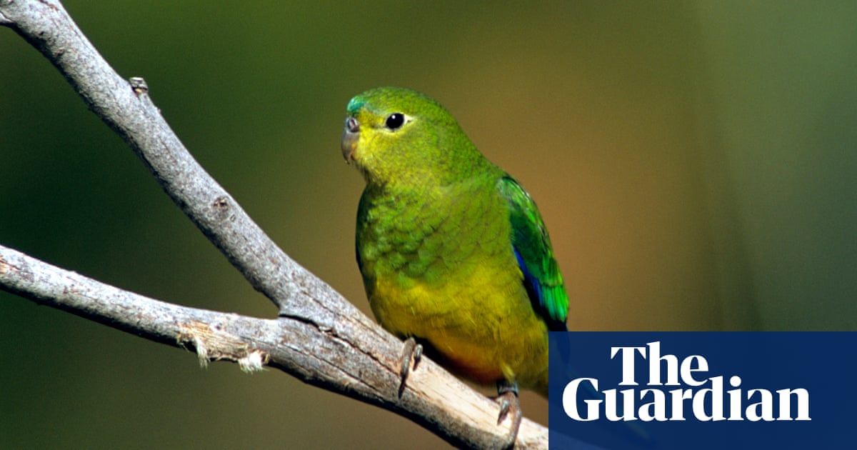 The orange-bellied parrot is having a comeback! 

buff.ly/38yPScu