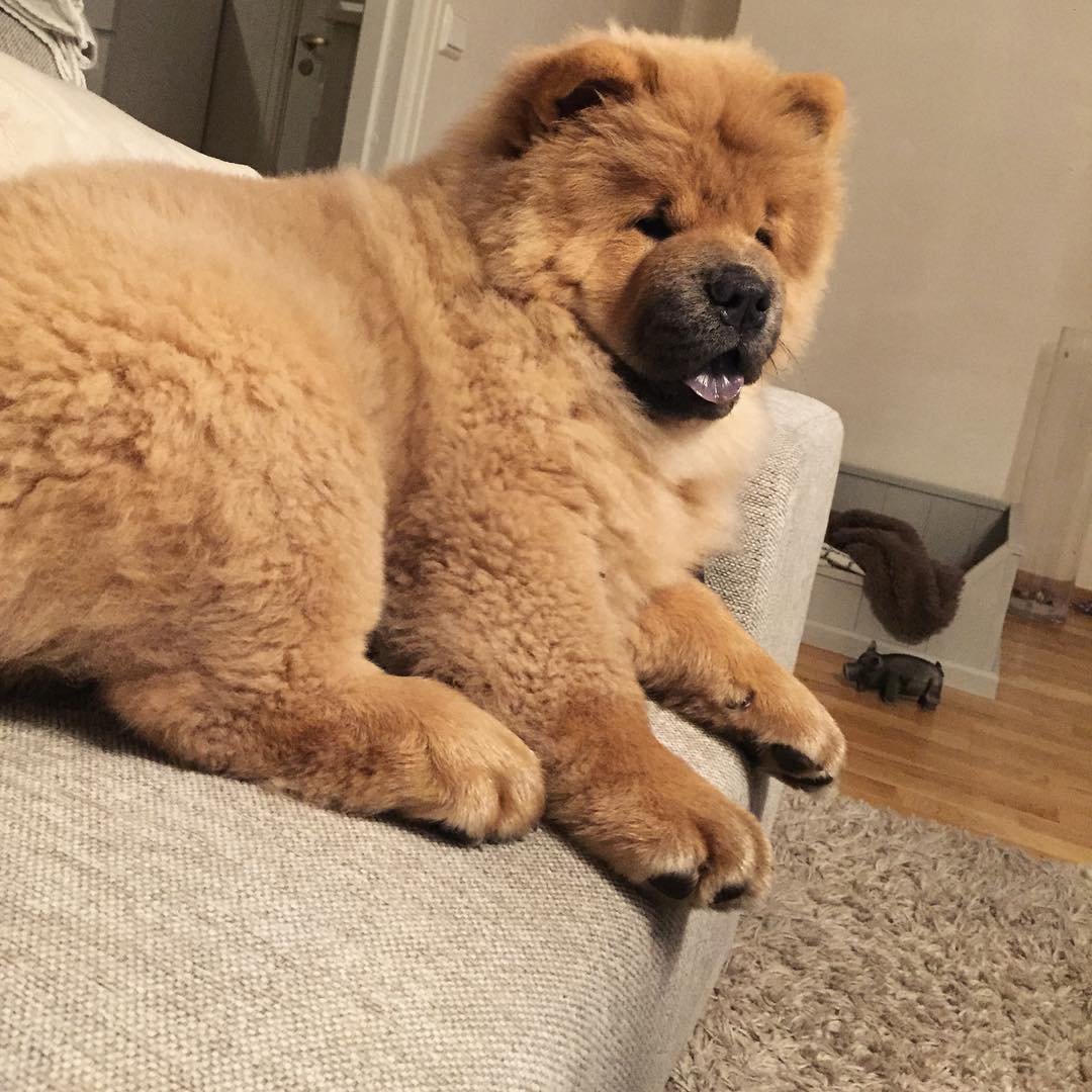 ethochow chow