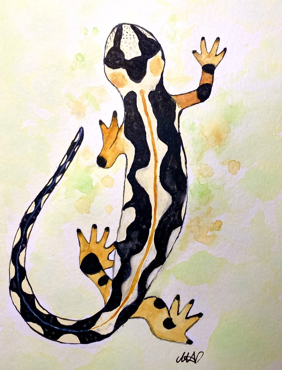 Luristan Newt - a very colourful species of salamander living in only three streams in Iran and threatened by habitat loss, climate change and over-collection 
#endangeredanimalsweek #endangeredspecies #luristannewt #illustrationart
