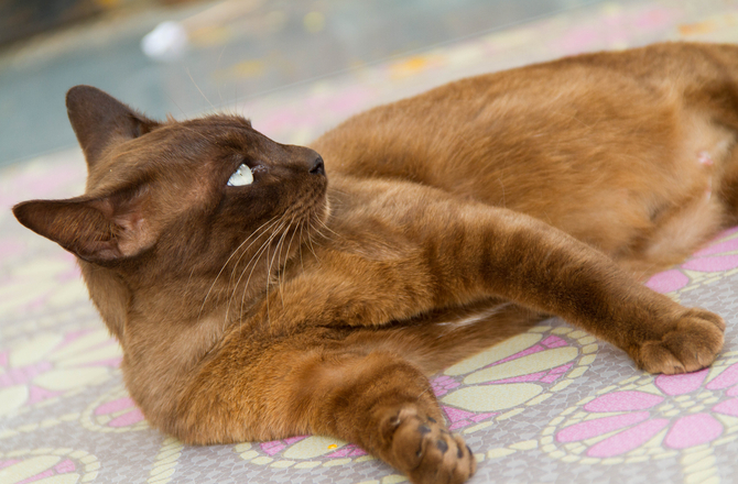 cubburmese cat
