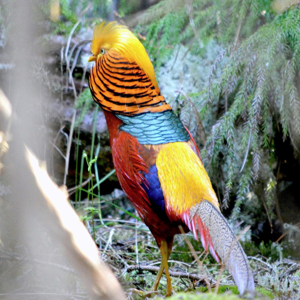 11. two Golden Pheasants - GOLDEN yeah yeah, but wait - it's also known as the Chinese pheasant or ... RAINBOW pheasant(thank you to  @vildkvittra for finding this )
