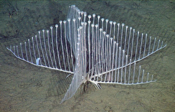 crabnerd's tweet photo. Still searching for the perfect tree topper? Look no further! The harp sponge makes a stunning star and will eat any pesky pests that land on it! #selfcleaning #merrymarineholidays #fishmas 📷 @MBARI_News https://t.co/PXfDLT875S