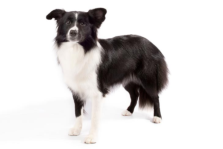 joe hillsborder collie