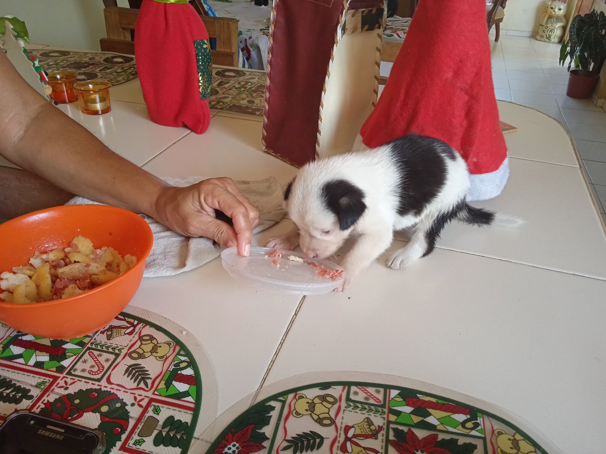 josecam84656537's tweet photo. Fui al centro d pto cabello hacer unas compras, pasando por un terreno ví a esta "vaquita" abandonado pues me la agarre e hice mis compras con ella. Ya le consegui un hogar, creo q hay mas abandonados mañana con calma iré a ver. https://t.co/10o0m4HCok