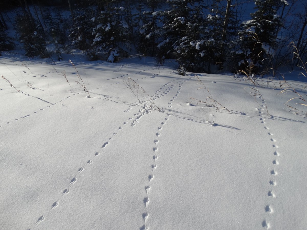 Hey Edmonton! Try an entry level, low-cost, socially distanced introduction to wildlife track identification, only $25. #wildlife #tracking #snowtracks #edmonton #yeg #winteractivity #nature #fieldskills #FieraTracks 
fieraconsulting.ca/fun-with-track…