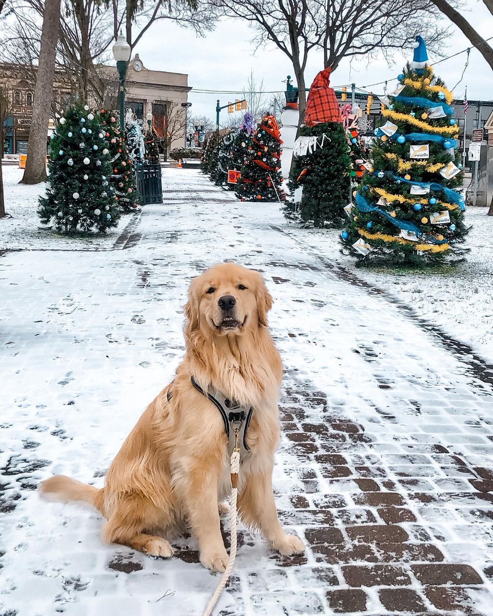 It’s beginning to look a lot like woofmas in our little town! 🎄❄️ Last night we gots out furst bit of snow that stuck to ground and I’m much excited because snow is my FAV! It so cold and nice to roll around in. Do you frens like the snows?! 🌨☃️