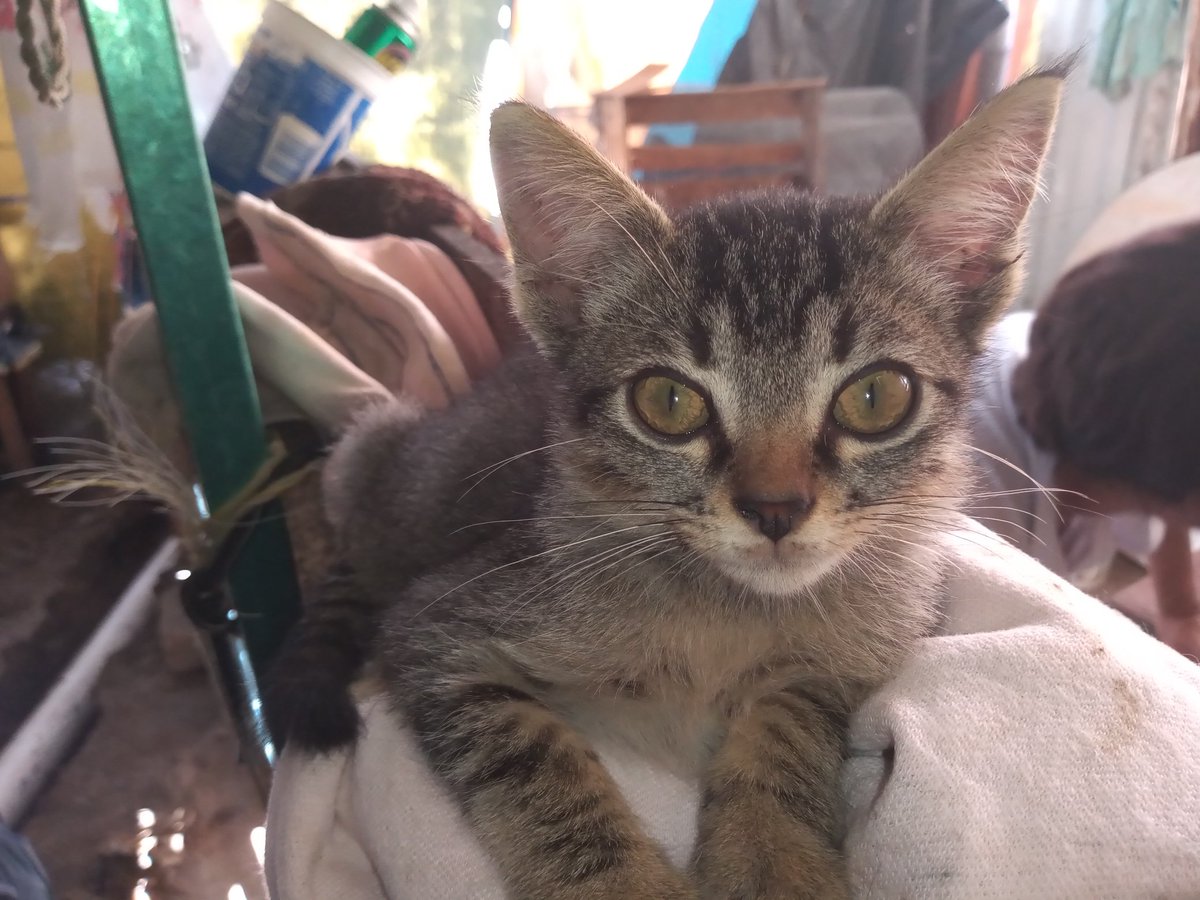 AdaelRuiz's tweet image. ¿Quien es ese pokemon? #Coatzacoalcos #Coatza #CiudadOlmeca #pokemongo #pokemon #pokemonHome #comunitydaypokemongo