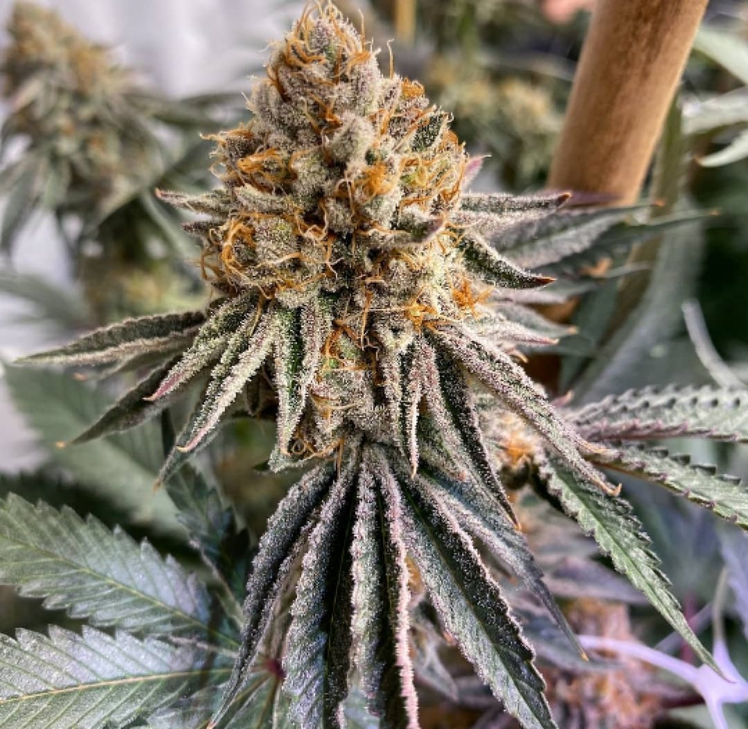 WGREGO202's tweet photo. Check out these amazing buds grown by @401growco with Optic 6 Leds.
#opticled #indoorgarden #buds #optic6 #dank #ledgrowlights #frostycolas #topshelf #creecobs #pullingfirefromtheground https://t.co/vLffGeAEJQ