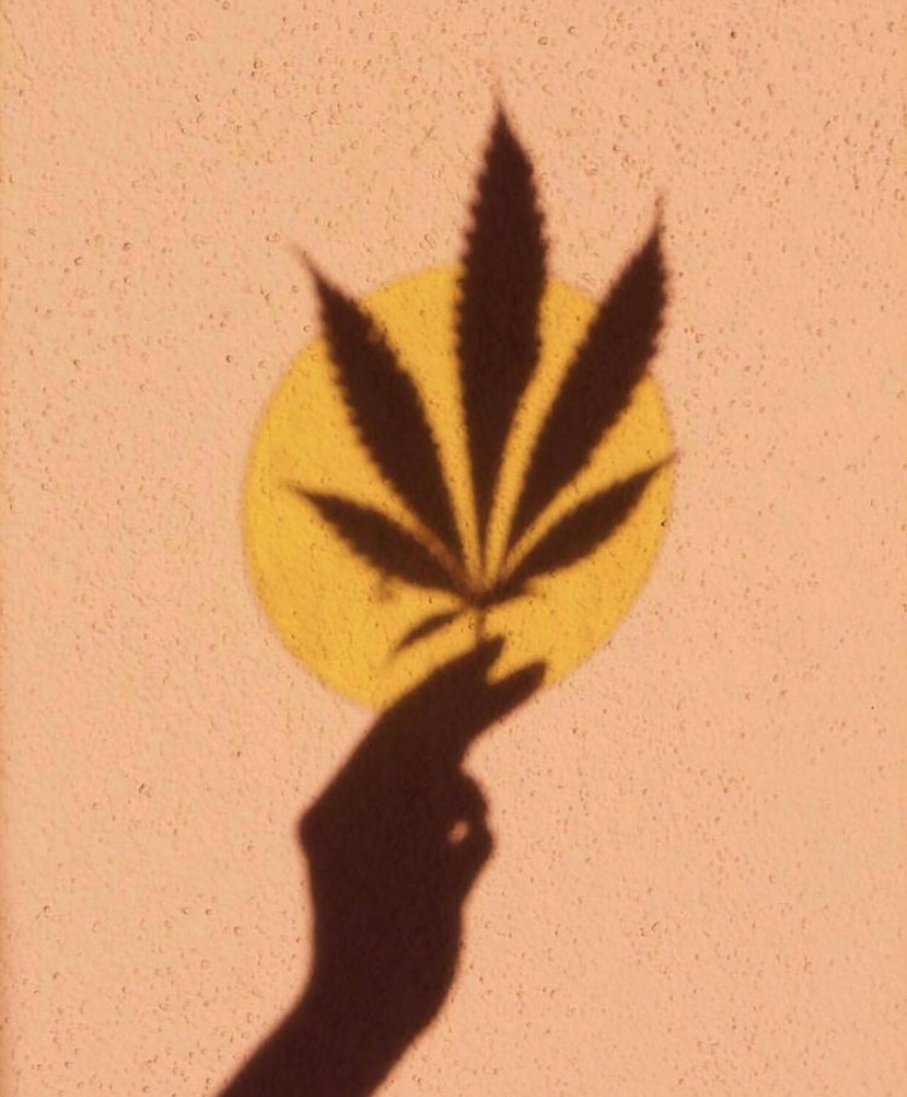 hempsteadfarms's tweet photo. Our admiration of the hemp plant and its benefits on the human mind, body and soul, fuels our passion in developing the highest quality CBD oil. π©π½βπ¬β¨
#planethemp #hempfarm #organichemp #hempextract #hempire #hempz #hempcon #hempoil #cbdoil #cannabisculture #cbd #h https://t.co/OIM3y8oYan