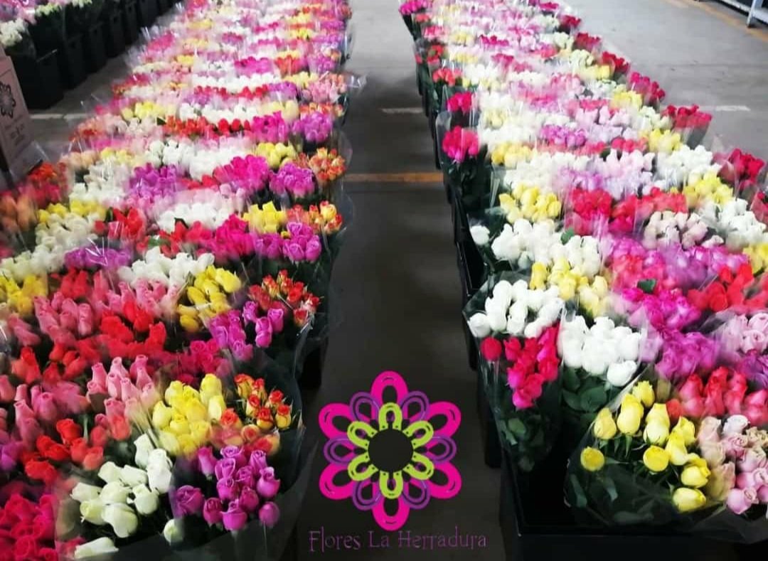 Flores La Herradura (@FloresHerradura) / Twitter Flores La Herradura (@FloresHerradura) / Twitter