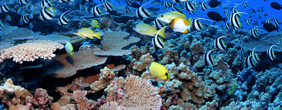 Fringing, barrier or atoll? For #CoralsWeek, learn the difference between the three main types of coral reef and how one might transform into another: https://t.co/ilMXbQtEGu https://t.co/ReSG8Xuxsi