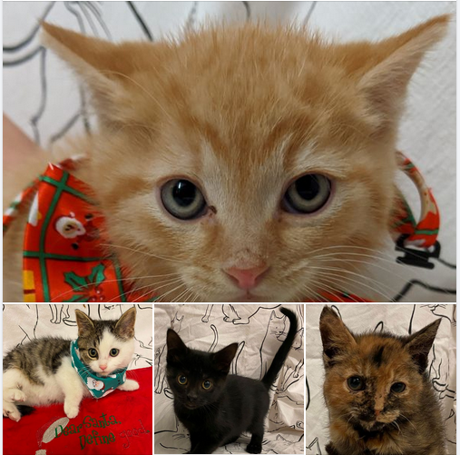 Happy Gotcha Day to Widdle, Santa Shark, Thing 3 and Thing 4.
Enjoy your new homes 💚