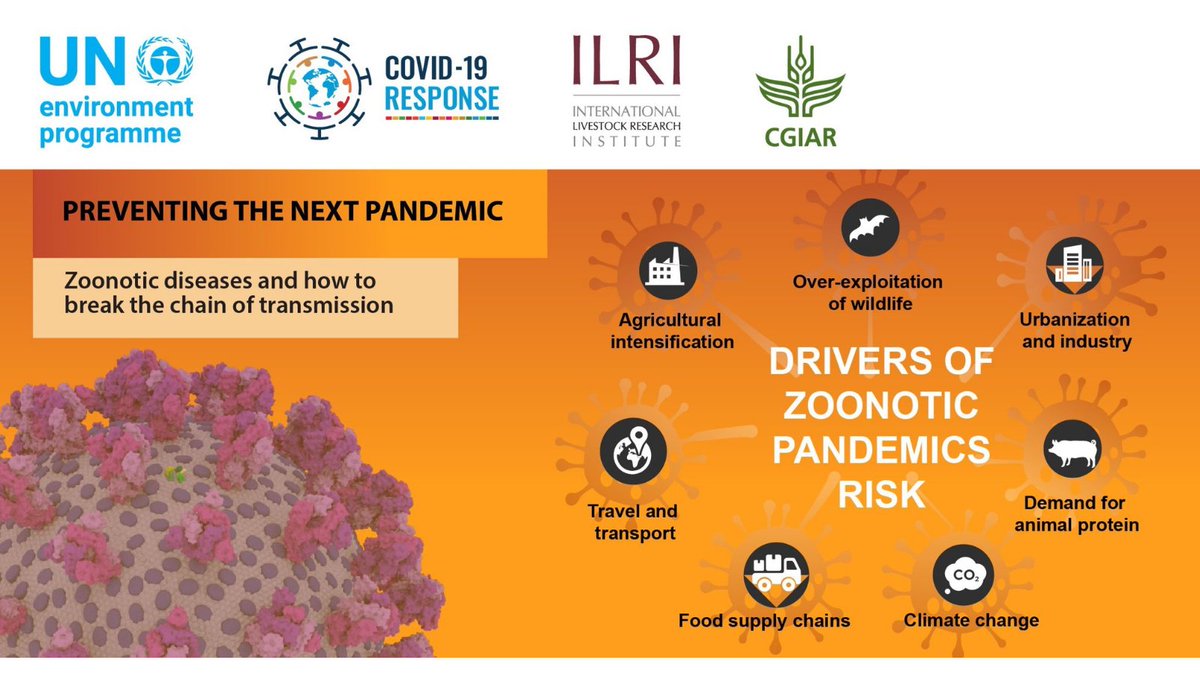 NicholasDCarter's tweet image. We'll continue to be threatened by high risks of pandemics if we don't seriously address the number of animals farmed.

There's not nearly enough media coverage on this. Even the rather obvious drivers of zoonoses, like deforestation, have largely increased in 2020.