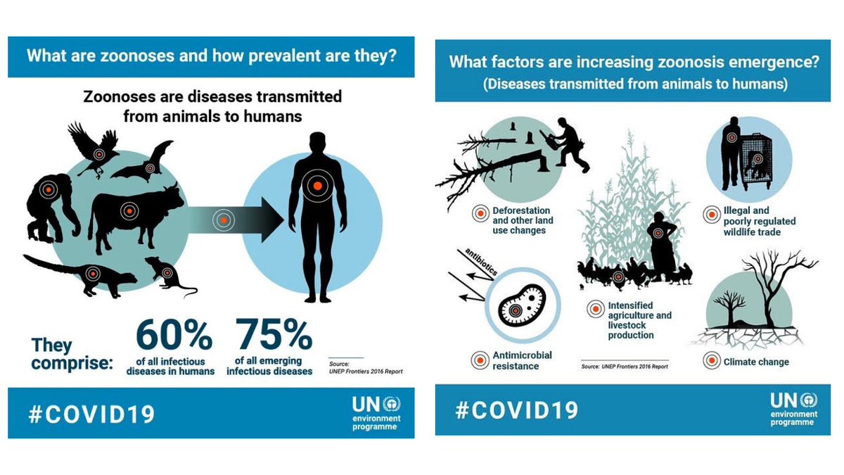 NicholasDCarter's tweet image. We'll continue to be threatened by high risks of pandemics if we don't seriously address the number of animals farmed.

There's not nearly enough media coverage on this. Even the rather obvious drivers of zoonoses, like deforestation, have largely increased in 2020.