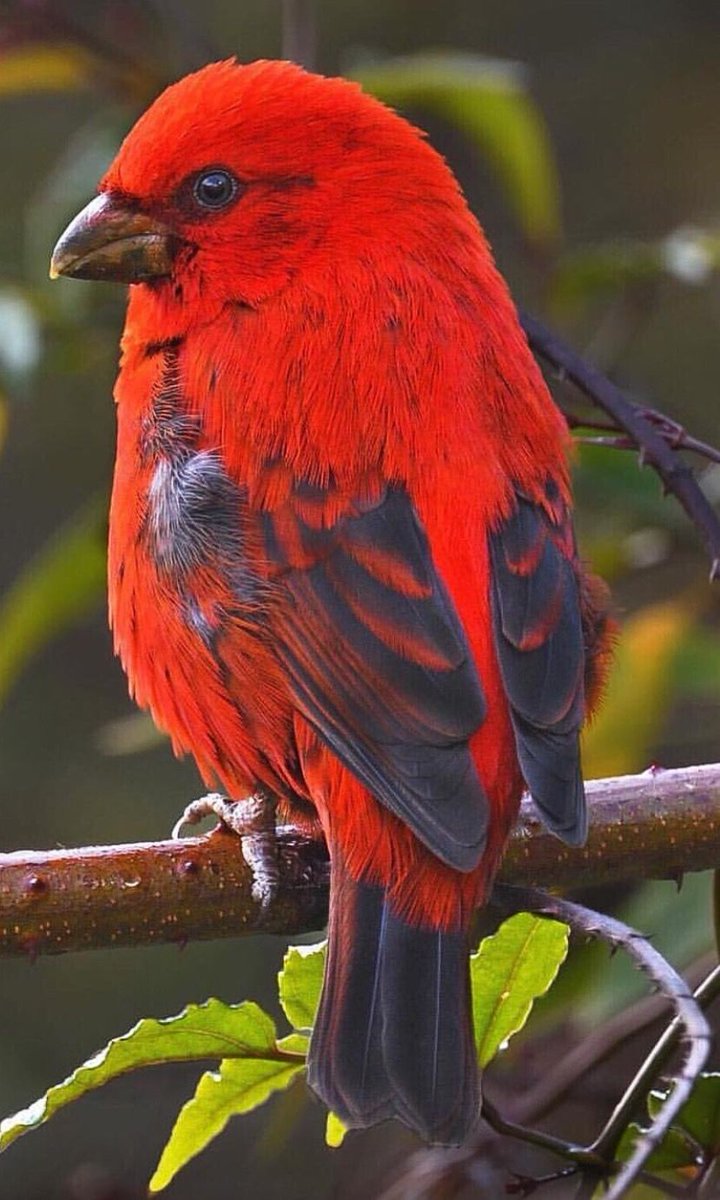 Scarlet Finch
Found in #Himalayan areas of #Uttarakhand, #India, #Nepal, North East India, East Asia and #Thailand
Beauty in its best form!
#birdwatching
#TwitterNatureCommunity
@BirdWatchingMag
@BirdWatchingMy https://t.co/5hE8xpDz0h
