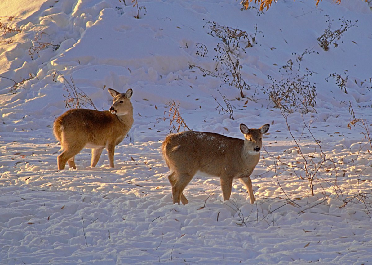 The twins have grown! #skliving #skwildlife