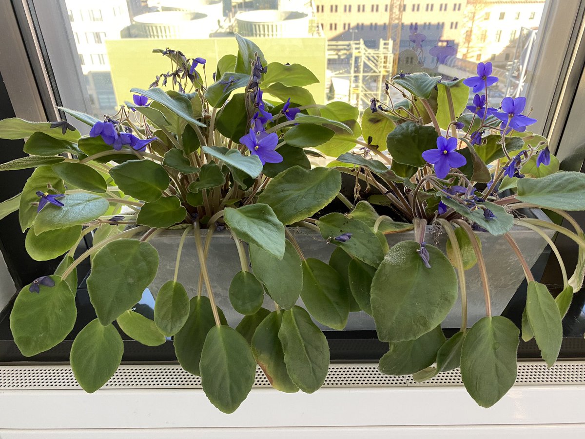 Everett_Lab's tweet photo. Happy 76th anniversary to the Blalock Taussig Thomas shunt!  Did you know that Blalock and Thomas kept African violets on the lab windowsill? We still keep that same violet in our window ❤️💙@FellowsTaussig @HopkinsKids @HopkinsCTSurg @DrKlugs @ShelbyKuttyMD https://t.co/O0gER3GiZN