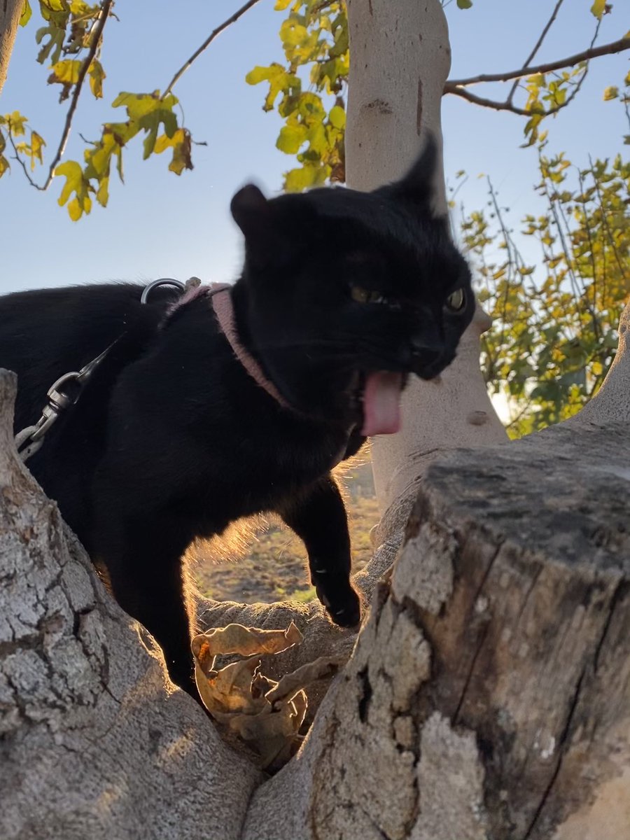 Livewithoutwarn's tweet image. A mi gata le ha parecido buena idea intentar comerse una hoja seca