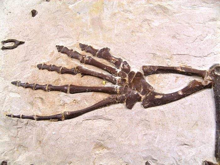 fossilium1795 tweet picture