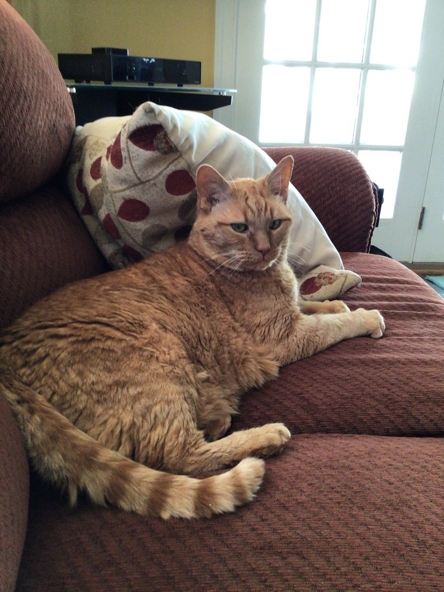 LemonDrop75's tweet image. Pumpkin out and about.