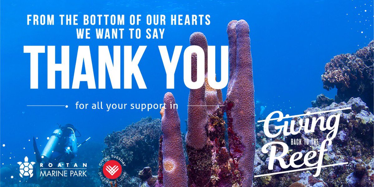 Roatan Marine Park (@roatanmp) on Twitter photo #Givingtuesday
Thanks to you we were able to cover a significant area of the reef applying the mixture to stop SCTLD on corals. Rest assured that we will keep working hard to fight this disease.Thank you for joining us in Giving Back to the reef.
📸 <a href="/PatricOcean/">patric_ocean</a> #Givingtuesday
Thanks to you we were able to cover a significant area of the reef applying the mixture to stop SCTLD on corals. Rest assured that we will keep working hard to fight this disease.Thank you for joining us in Giving Back to the reef.
📸 <a href="/PatricOcean/">patric_ocean</a>