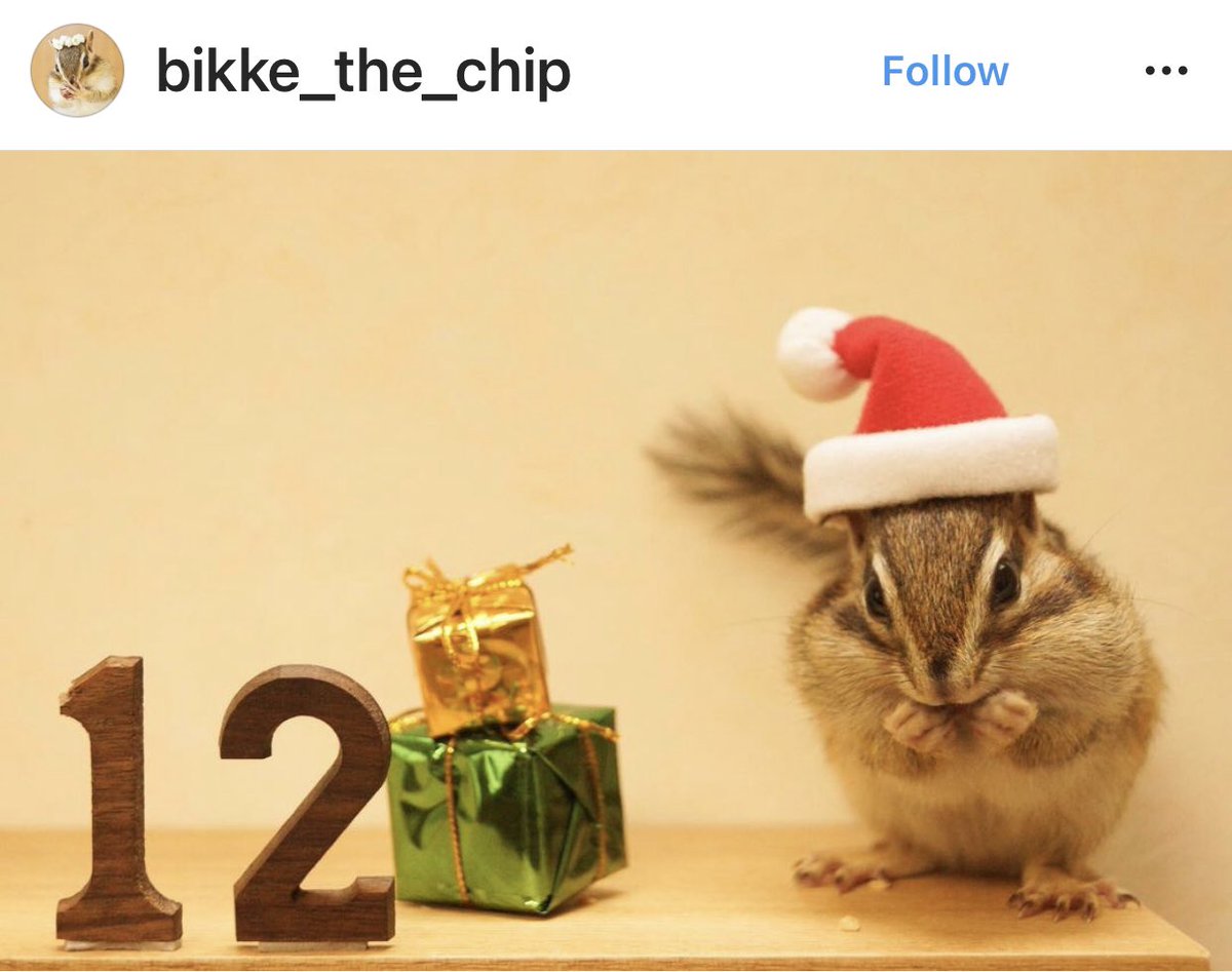 Yes,  @bikke_the_chip knows that  #ChristmasNeedsSquirrels!   https://www.instagram.com/p/CIPHBPwnkdY/ 
