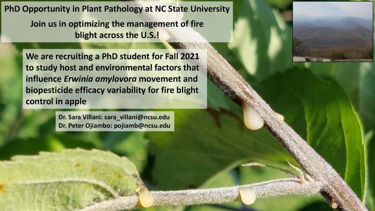Mountain Hort Pathology tweet media