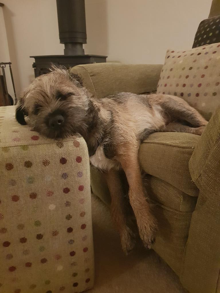 HaggisBT's tweet photo. #BTPosse #dogsoftwitter soooooo palz.. the chairs in dis house just ain't big enuff for me.. please order some bigger furrrniture...@HWicket duznt hav dis problem coz he's teeny weeny... https://t.co/CFm9C0MpAN