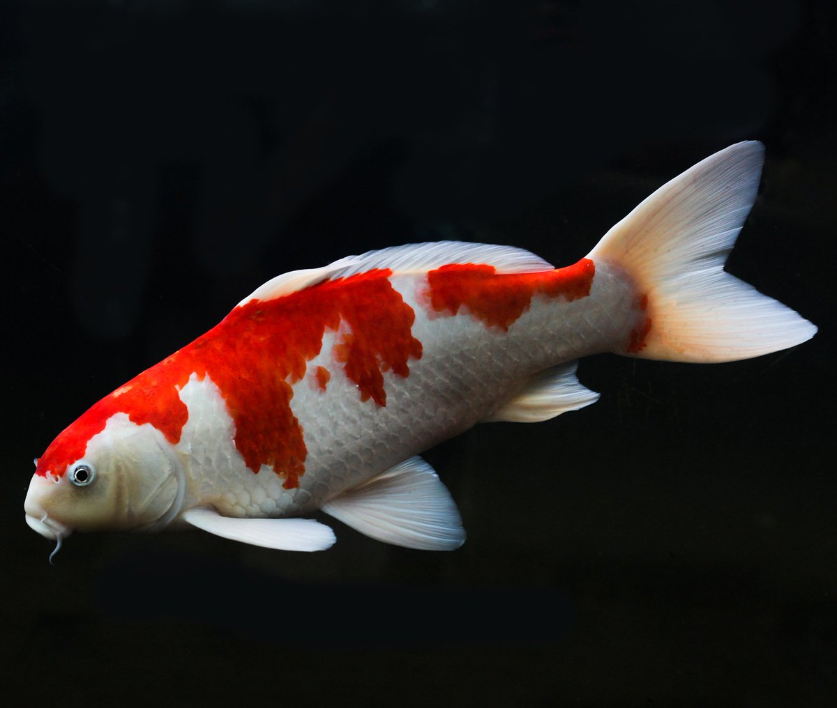 12. Fishies and of course, there are fishes These look a bit like Koi In Japanese culture, Koi are a symbol of good fortune or luck, perseverance in adversity and strength of purposeIn Buddhism a symbol of courage(thank you  @rainbow_larents for the idea)