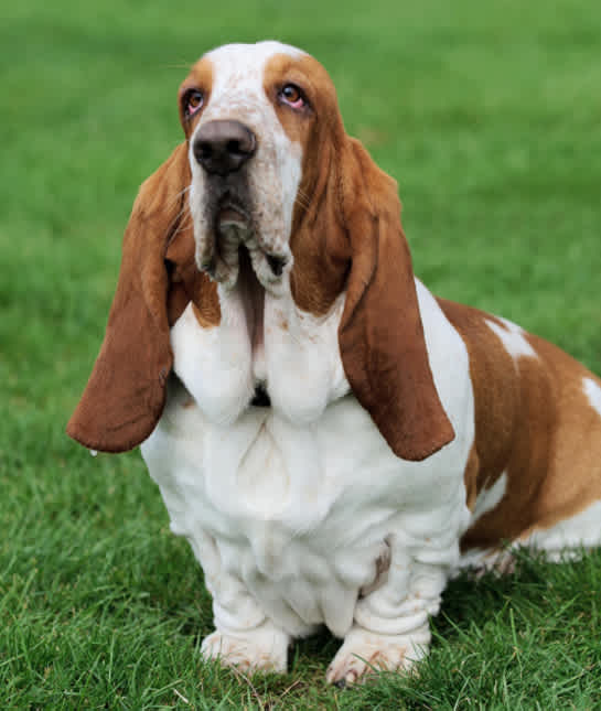 tfcbasset hound