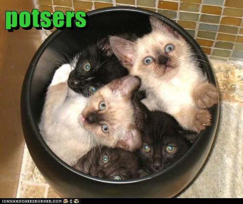 ozsinglecells's tweet image. The #OzSingleCell POSTER HALL is live! 

You can check out all the posters by registering here eventbrite.com.au/e/oz-single-ce…

You can still submit a poster by Friday to be in the running for prizes. #OSCposter