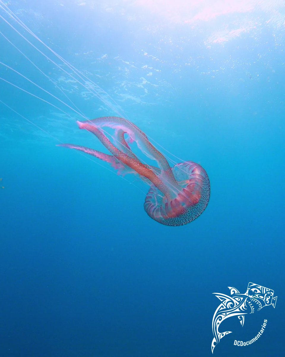 DcDocumentaries's tweet photo. Pelagia noctiluca is a bioluminiscente jellyfish and one of the most poisonous of the Mediterranean sea. FULL SHORT FILM ON YOUTUBE CHANNEL: DCDocumentaries https://t.co/PFkPkDZsSs