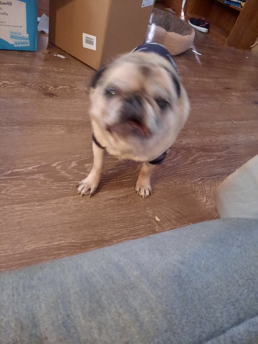 CherrysCapuche's tweet photo. He only barks when he's mad and he's MAD! He wants on the couch but won't let me help him up 🤣 #puglife #pugs #DogsofTwittter #itsapugslife #mamasboy #KingLouieII #LouieTwoo #attitude #seniordogs #grumpy https://t.co/PhIzF5ebB9