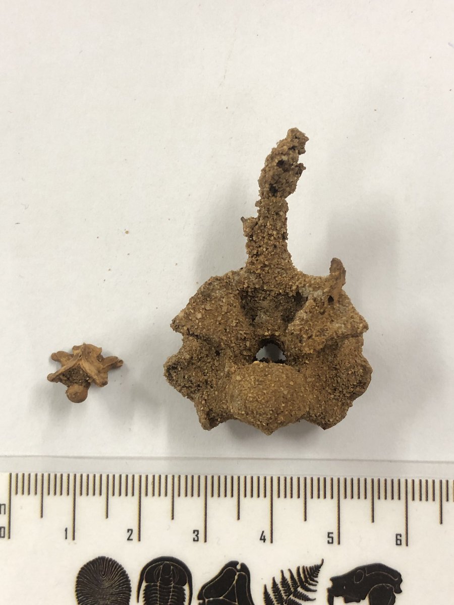 Our @UniAdelSciences students were excited to find a vertebra of the extinct Pleistocene snake Wonambi naracoortensis in material excavated by PhD student Tiah Bampton in Alexandra Cave #NaracoorteCaves. Next step - clean &amp; prepare the specimen! (Comparison with elapid vertebra)