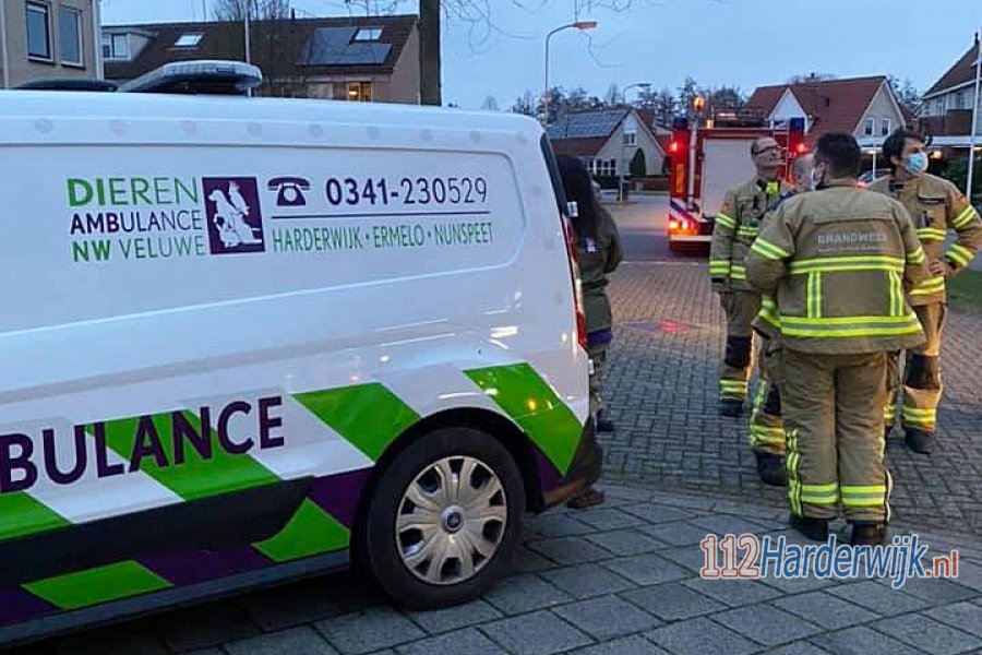 12 jarige kat dankzij brandweer en dierenambulance uit veilig boom gehaald. 112Harderwijk.