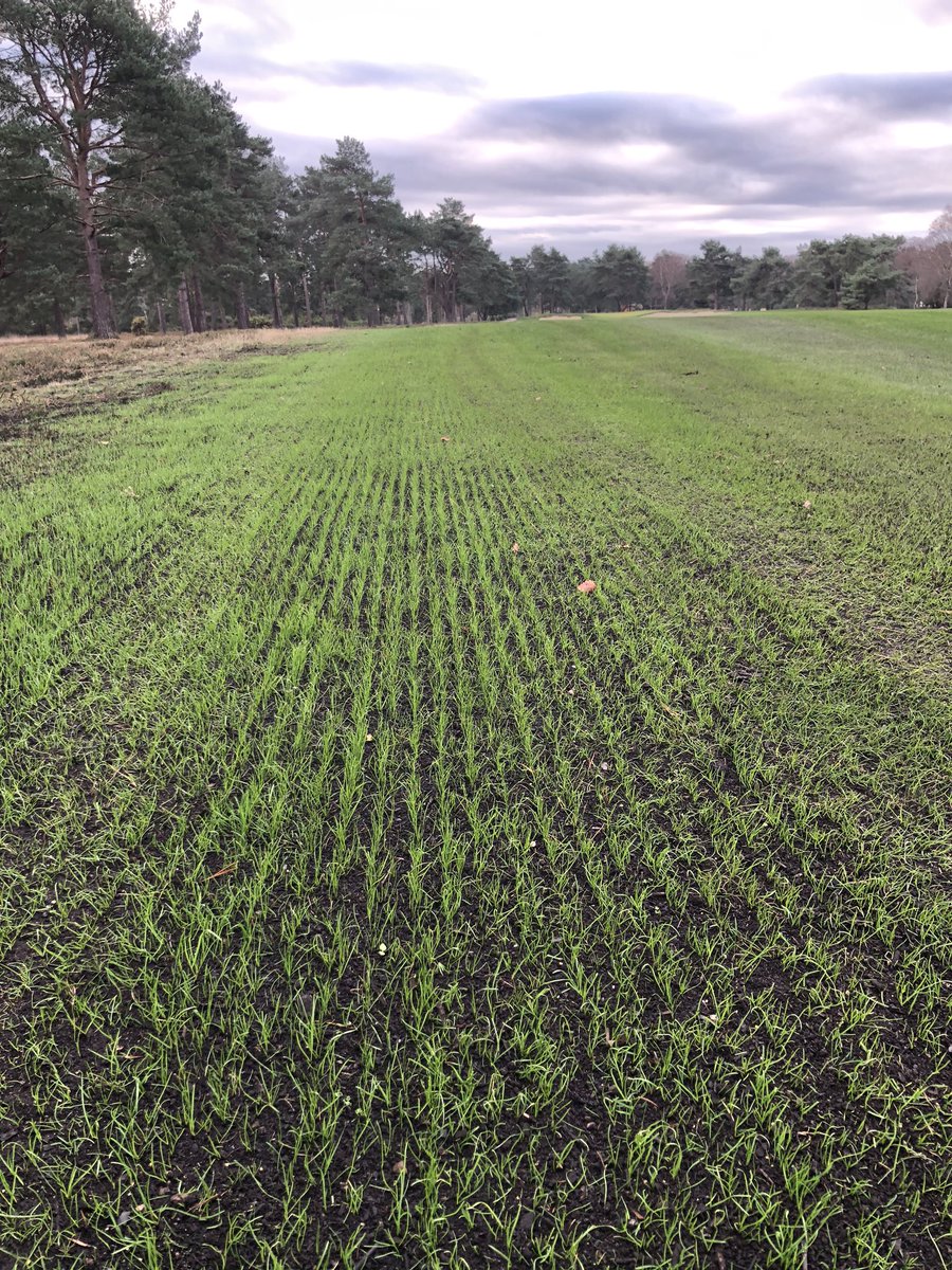 R2keith's tweet photo. Nice to see some often unnoticed fruits of the teams labor from a productive lockdown @FerndownGC https://t.co/JSE98egSc2